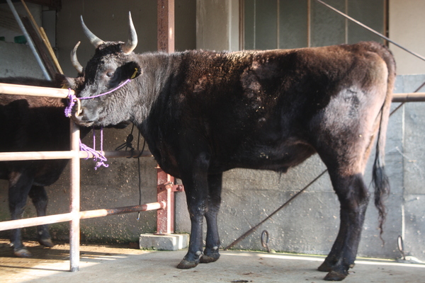 放牧牛肉 グラスフェッド 但馬牛 夢 その4 屠畜 牛肉編 田中畜産の牛飼い記録 牛飼い始めました 放牧牛肉 グラスフェッド 但馬牛 夢 その4 屠畜 牛肉編 田中畜産の牛飼い記録 牛飼い始めました