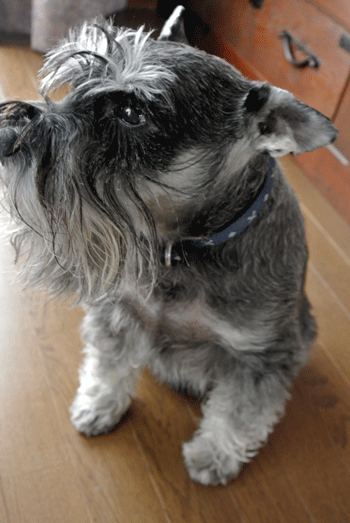 e0020214_1302868.gif