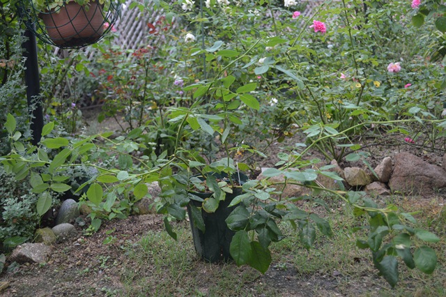 d0096422_142958.jpg