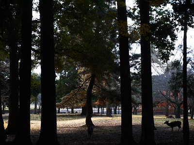初冬の大和路　　～奈良公園～_c0235725_22502529.jpg
