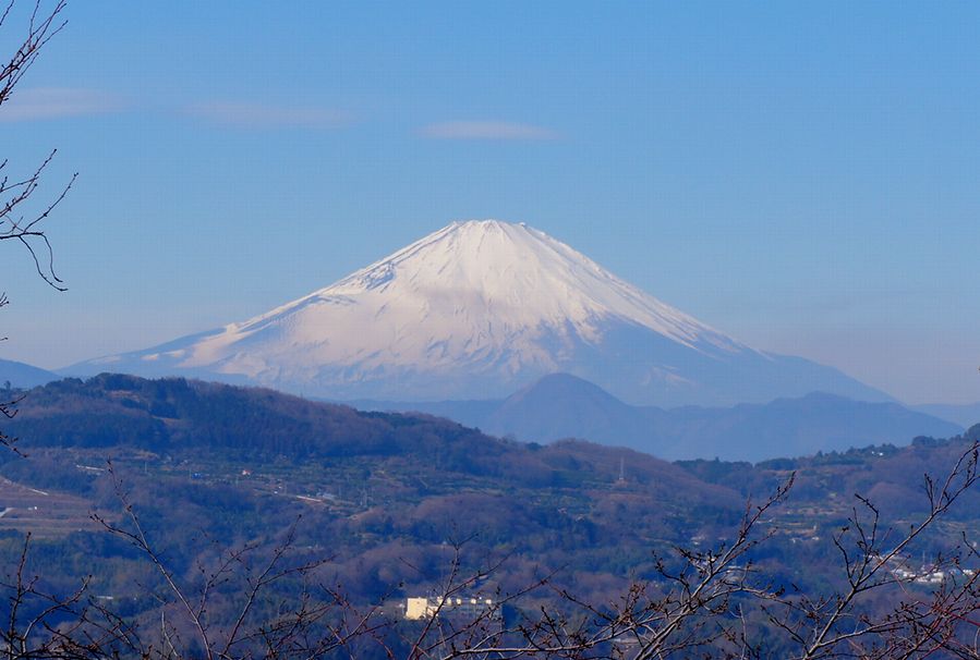 12/January 吾妻山公園の菜の花と富士山_e0149934_8154067.jpg