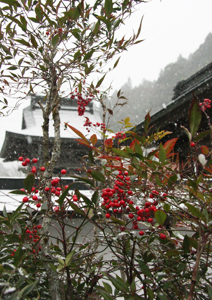 宇陀市　田口元上田口　専明寺　南天と雪_c0108146_21202930.jpg