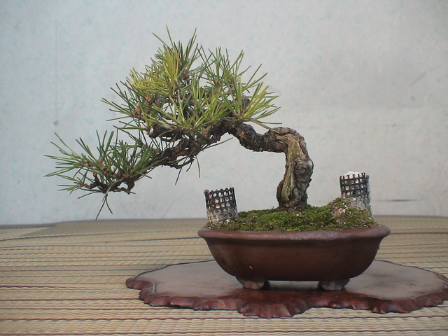 黒松 半懸崖 松柏盆栽 黒松（クロマツ）半懸崖 | 盆栽と山野草の植物店 八百