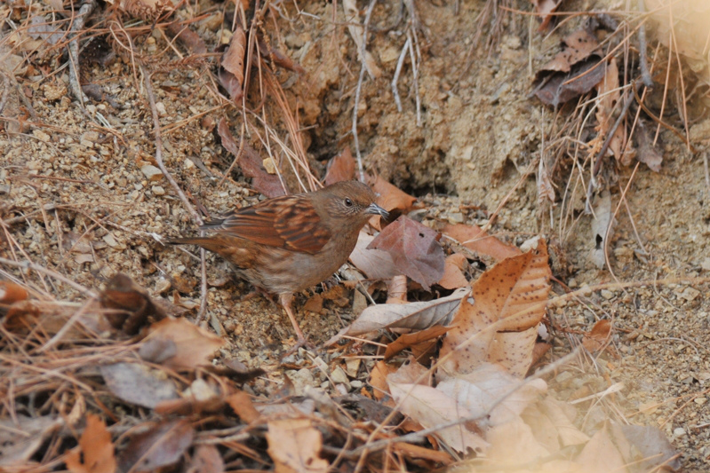 カヤクグリ_f0053272_9173892.jpg