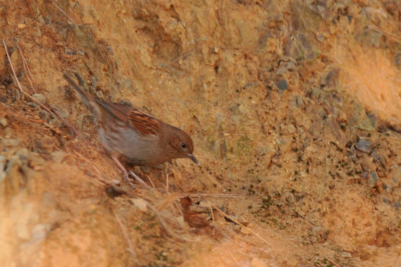 カヤクグリ_f0053272_918910.jpg