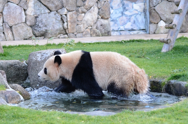 ２０１２年１２月白浜パンダ見隊２その１６　海ちゃん陽ちゃん午後のプロレス_a0052986_7585719.jpg