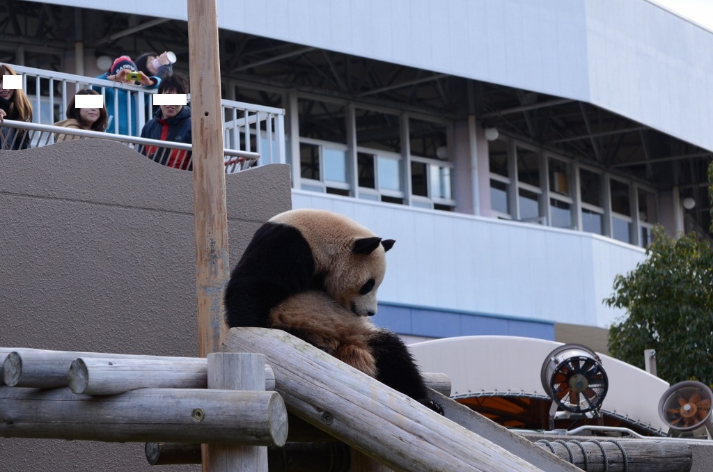 ２０１２年１２月白浜パンダ見隊２その１６　海ちゃん陽ちゃん午後のプロレス_a0052986_8365719.jpg