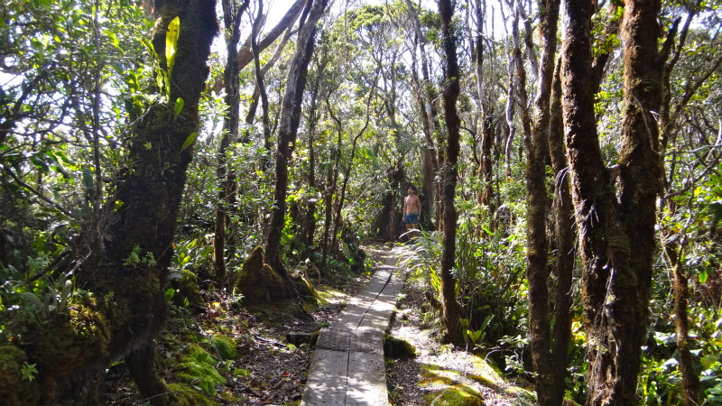 2013/01/11 Kauai island Trail Trip Day.5 Pihea Trail-Alaka\'i Swamp Trail-Kaluaphi Trail _b0220886_13161677.jpg