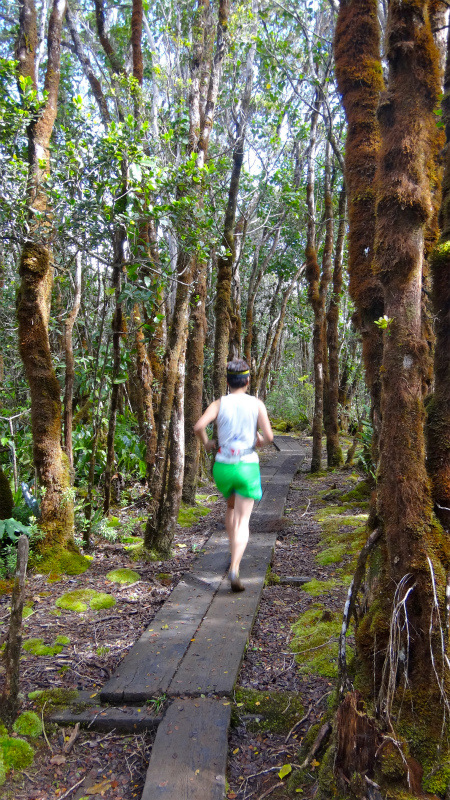 2013/01/11 Kauai island Trail Trip Day.5 Pihea Trail-Alaka\'i Swamp Trail-Kaluaphi Trail _b0220886_13213635.jpg