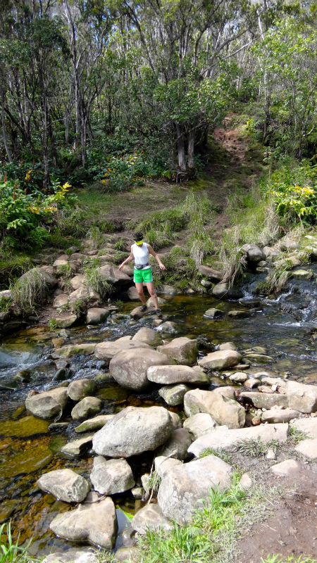 2013/01/11 Kauai island Trail Trip Day.5 Pihea Trail-Alaka\'i Swamp Trail-Kaluaphi Trail _b0220886_13232476.jpg