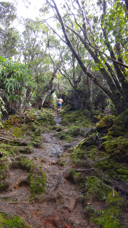 2013/01/11 Kauai island Trail Trip Day.5 Pihea Trail-Alaka\'i Swamp Trail-Kaluaphi Trail _b0220886_13241778.jpg