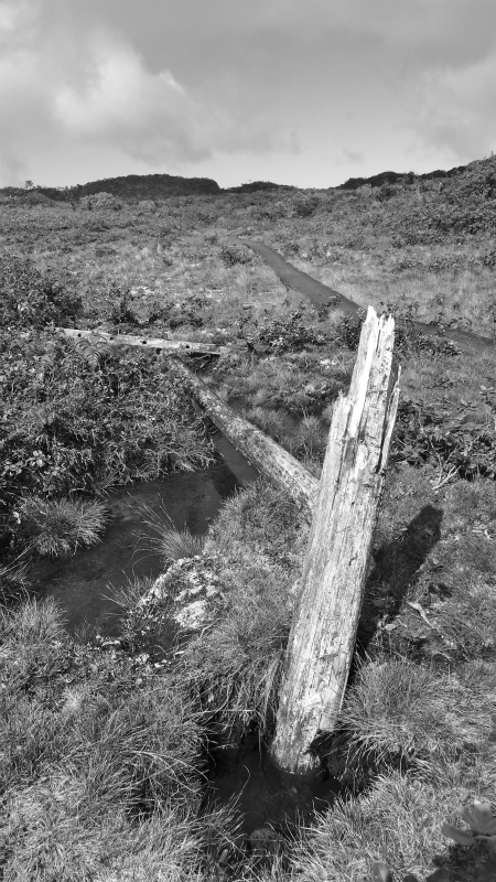 2013/01/11 Kauai island Trail Trip Day.5 Pihea Trail-Alaka\'i Swamp Trail-Kaluaphi Trail _b0220886_1327444.jpg