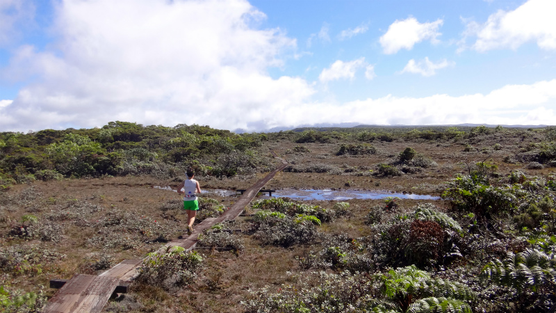 2013/01/11 Kauai island Trail Trip Day.5 Pihea Trail-Alaka\'i Swamp Trail-Kaluaphi Trail _b0220886_13284769.jpg
