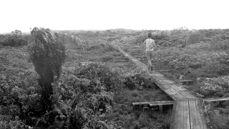 2013/01/11 Kauai island Trail Trip Day.5 Pihea Trail-Alaka\'i Swamp Trail-Kaluaphi Trail _b0220886_13361240.jpg