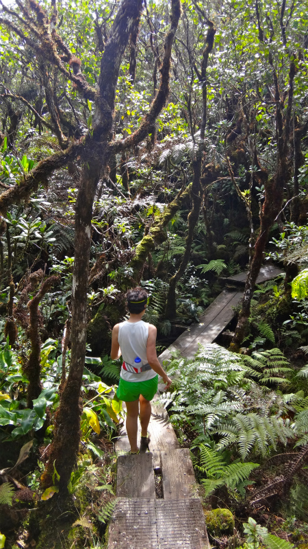 2013/01/11 Kauai island Trail Trip Day.5 Pihea Trail-Alaka\'i Swamp Trail-Kaluaphi Trail _b0220886_13363436.jpg