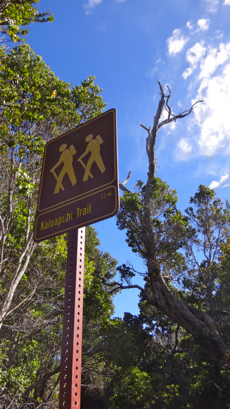 2013/01/11 Kauai island Trail Trip Day.5 Pihea Trail-Alaka\'i Swamp Trail-Kaluaphi Trail _b0220886_1346022.jpg