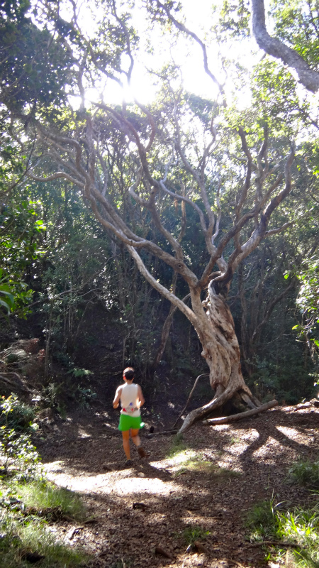 2013/01/11 Kauai island Trail Trip Day.5 Pihea Trail-Alaka\'i Swamp Trail-Kaluaphi Trail _b0220886_1349254.jpg