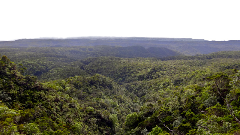 2013/01/11 Kauai island Trail Trip Day.5 Pihea Trail-Alaka\'i Swamp Trail-Kaluaphi Trail _b0220886_1392181.jpg
