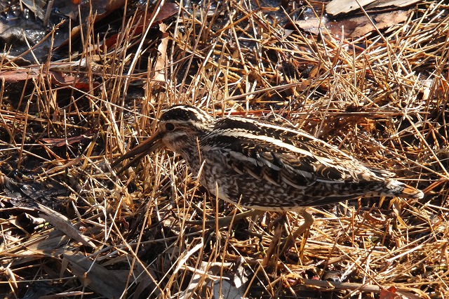 ■　鳥いろいろ　　　13.1.13　　　（タシギ、ジョウビタキ、キジバト）_e0070891_2225884.jpg