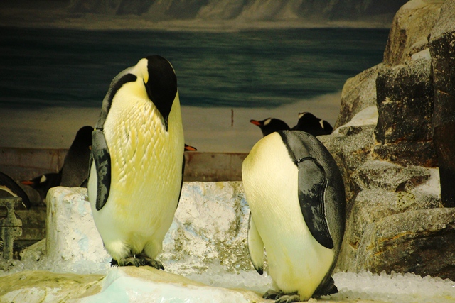 名古屋港水族館 ペンギン編 2013-1-13_e0251895_16564617.jpg