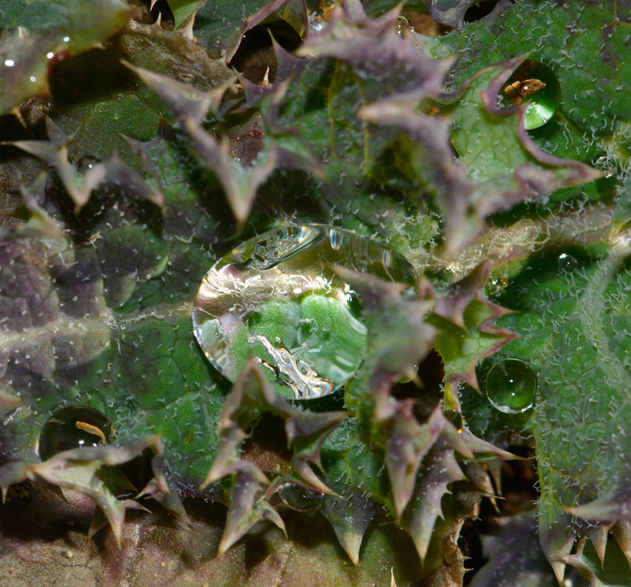 冬の雑草-1　水をはじくオニノゲシ_d0163696_23111021.jpg