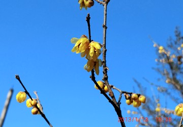 2013年1月13日（日） ； 晴れ～曇り_d0051601_2371772.jpg