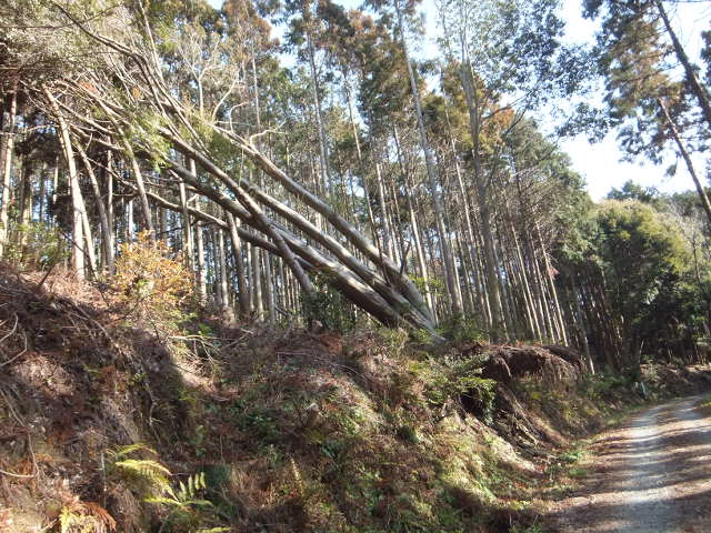 大知波峠廃寺跡～富士見岩～坊ヶ峰　　豊橋自然歩道を歩く_a0271502_11191025.jpg