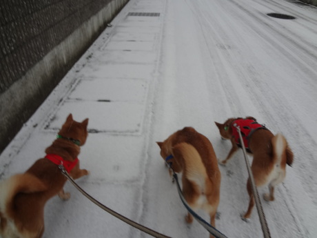 朝から雪降っています～！_e0292102_1353918.jpg