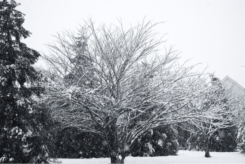 雪の日。_c0217406_16463080.jpg