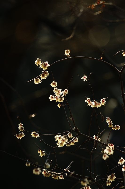 遠き春に思いを馳せて・蝋梅_f0032011_14554638.jpg