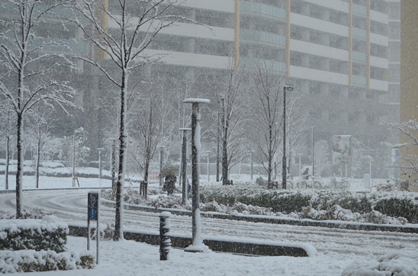 静かに雪が降ってきた_c0223117_232669.jpg