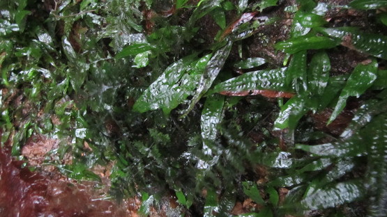 カンシノブホラゴケCephalomanes thysanostomum：西表島