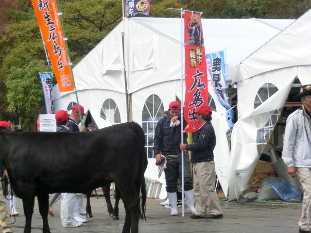 第28回 全国和牛能力共進会inながさきレポート1日目_d0237121_1545492.jpg