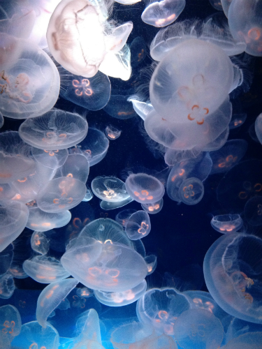 水族館_d0086022_10172510.jpg