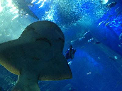 水族館_d0086022_1017333.jpg