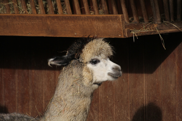 冬の動物園_d0278226_530302.jpg