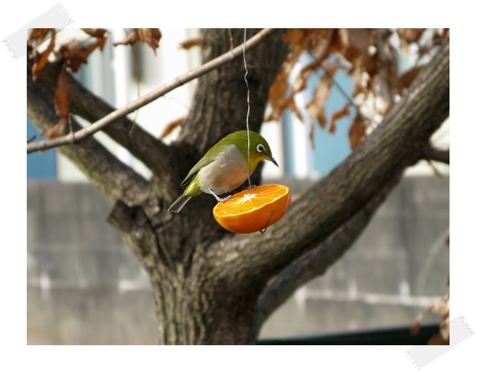 野鳥の楽園!_f0129726_2204670.jpg