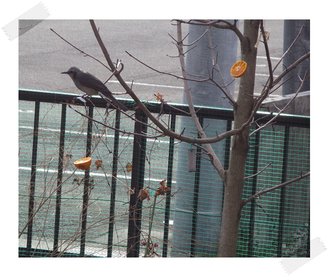 野鳥の楽園!_f0129726_22135872.jpg