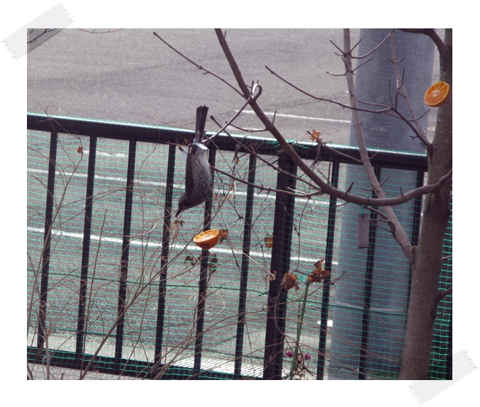 野鳥の楽園!_f0129726_221712.jpg