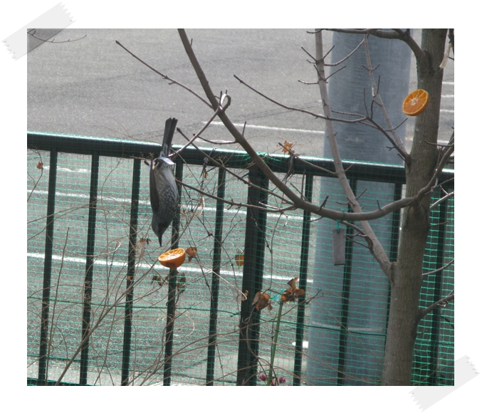 野鳥の楽園!_f0129726_2218058.jpg
