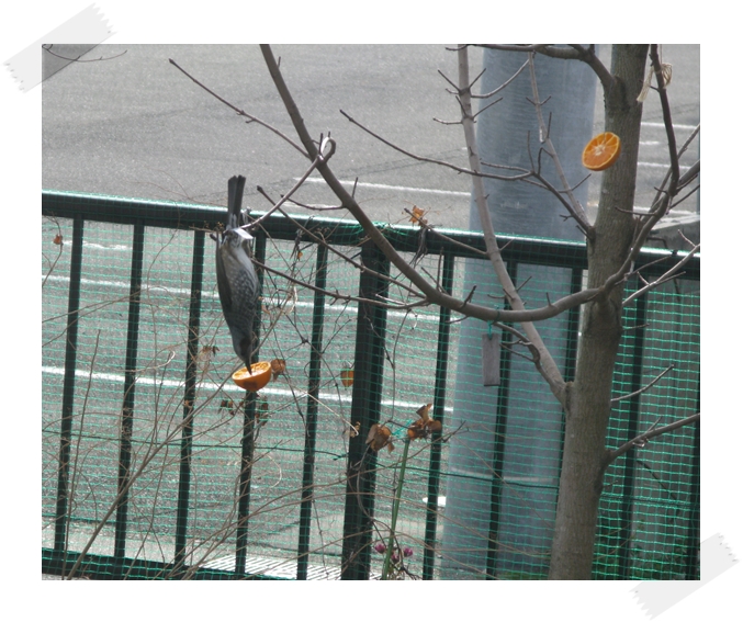 野鳥の楽園!_f0129726_22231227.jpg