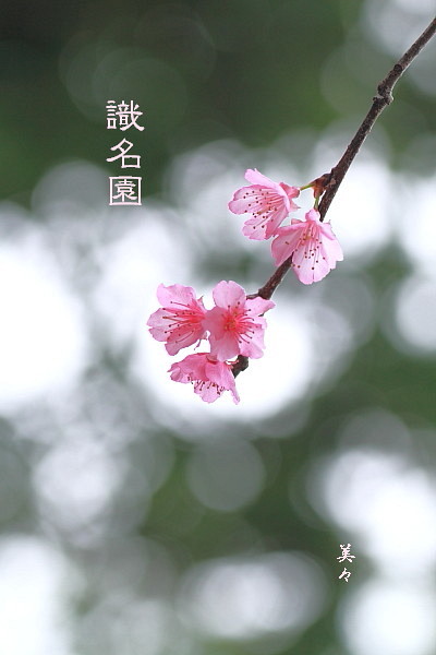 桜　咲いたよ～♪_b0165335_15582498.jpg