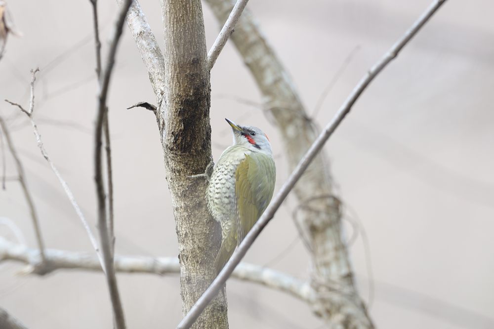 探鳥してみました(^o^)丿_b0096536_1533063.jpg