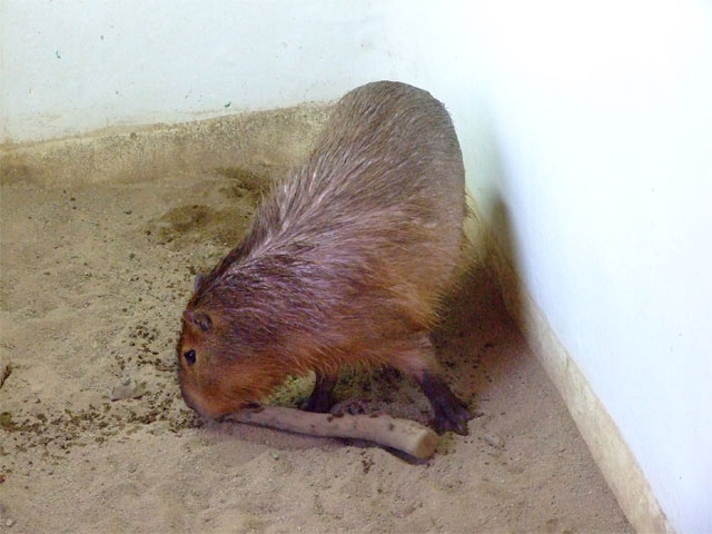 2013年、最初の土曜日_a0179837_14455290.jpg
