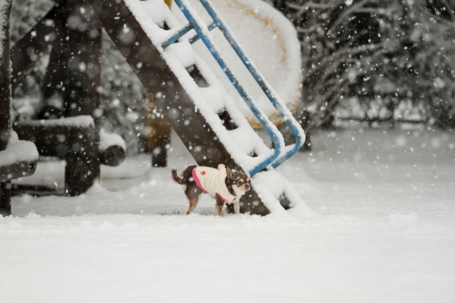 関東にも雪が降った日_d0220541_1971571.jpg