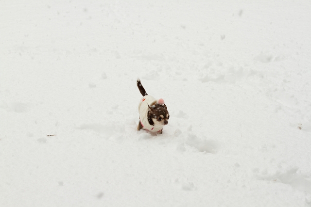 関東にも雪が降った日_d0220541_197240.jpg