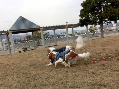 広島県犬最チャラの男！？新春の広島にて厚くもてなす！！～廿日市編～_b0143546_2123719.jpg