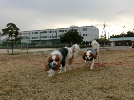 広島県犬最チャラの男！？新春の広島にて厚くもてなす！！～廿日市編～_b0143546_2143983.jpg