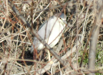 e0172950_18541047.jpg