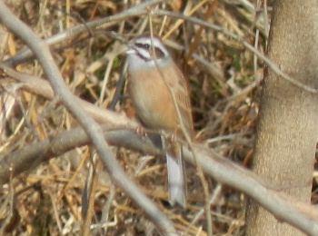 e0172950_18545092.jpg